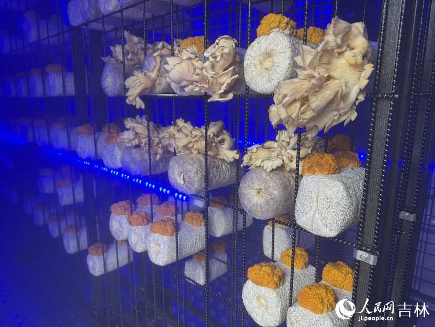 九遊app入口：行進中國｜小菌菇的“七十二變”(圖1)