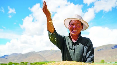 “溫飽糧”變身“致富糧”——西藏因地製宜發展高原特色產業(圖3)