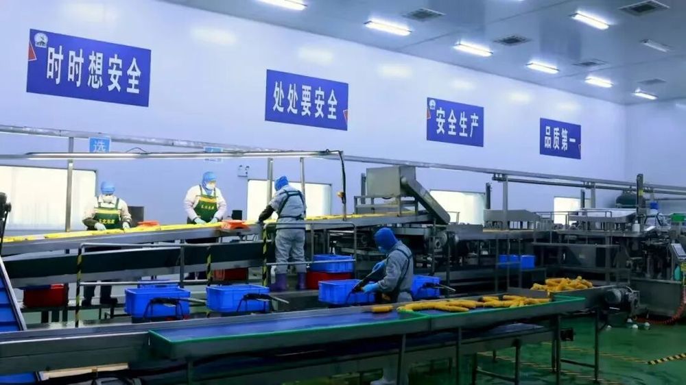 吉林鮮食玉米十大黃金名片｜吉林省農嫂公司：從田間到舌尖“東北農嫂”演繹品質傳奇(圖3)
