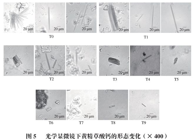 《食品科學》：華南理工大學王娟副研究員等：九蒸九製對黃精多糖和刺激性成分含量的影響及評價指標構建(圖5)