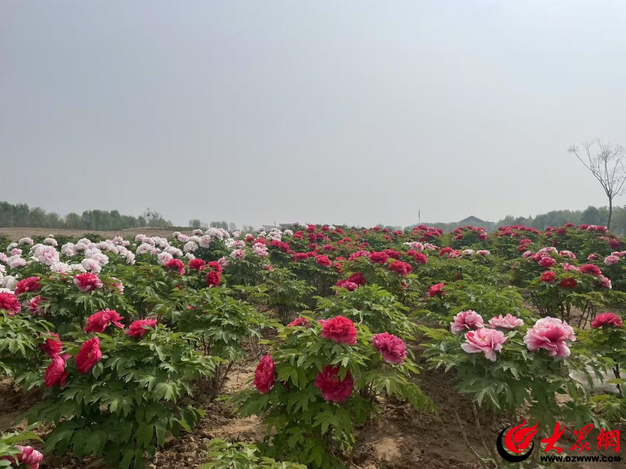 菏澤堯舜牡丹園：你意想不到的“寶藏景區”_菏澤新聞_大眾網(圖2)