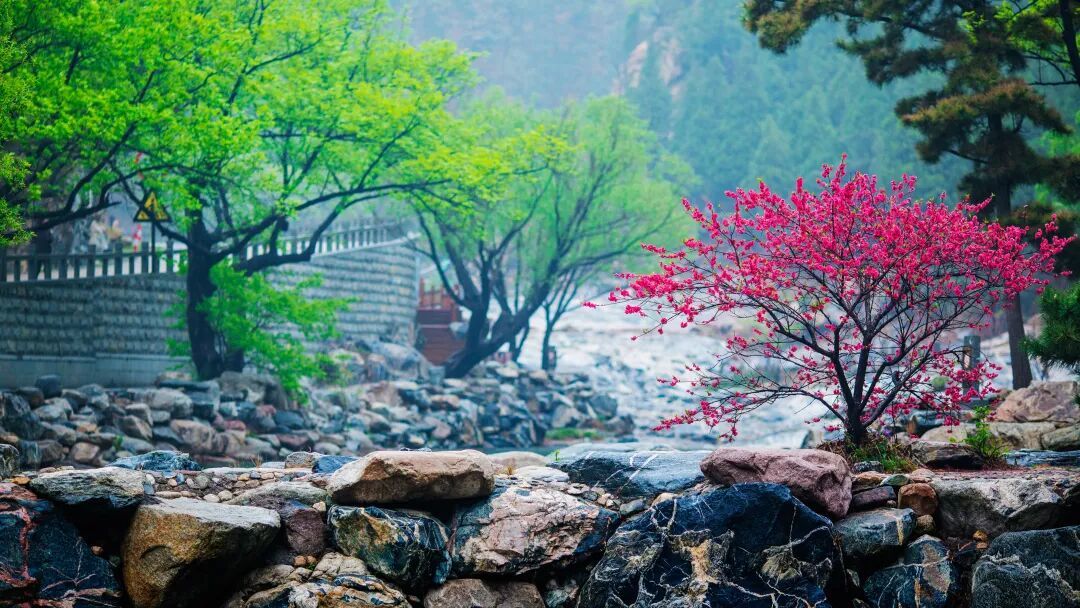 九遊娛樂：泰山賞花季 免票玩遍彩石溪！12項沉浸式體驗+多重福利等你來(圖1)