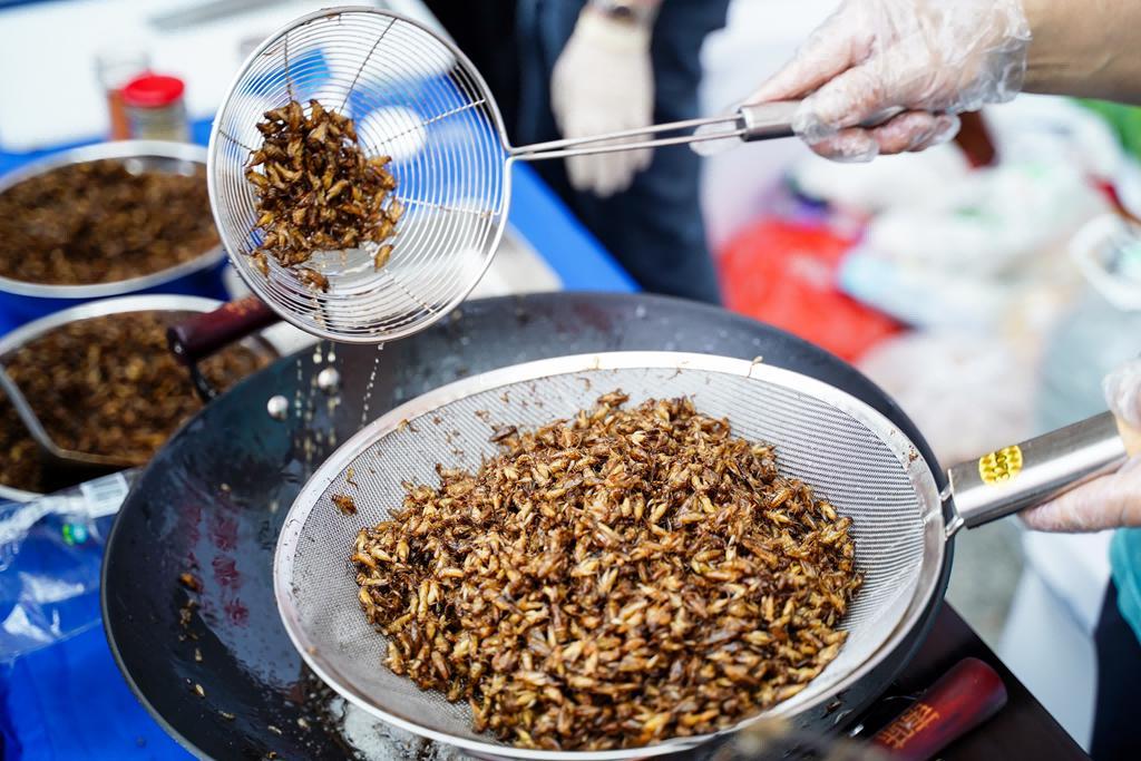 九遊娛樂：昆蟲蛋白美食亮相！第三屆飼用、食用昆蟲國際研討會華農舉行(圖1)